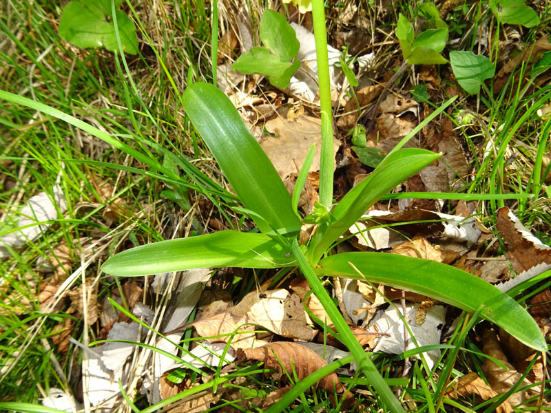 Orchis pallens